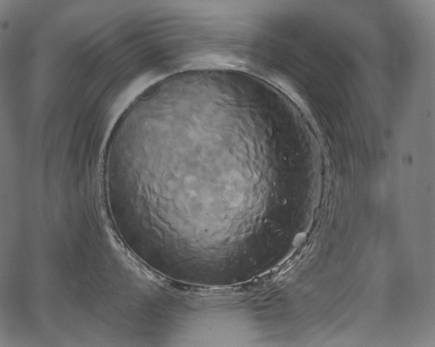 X0000067391008200603311254