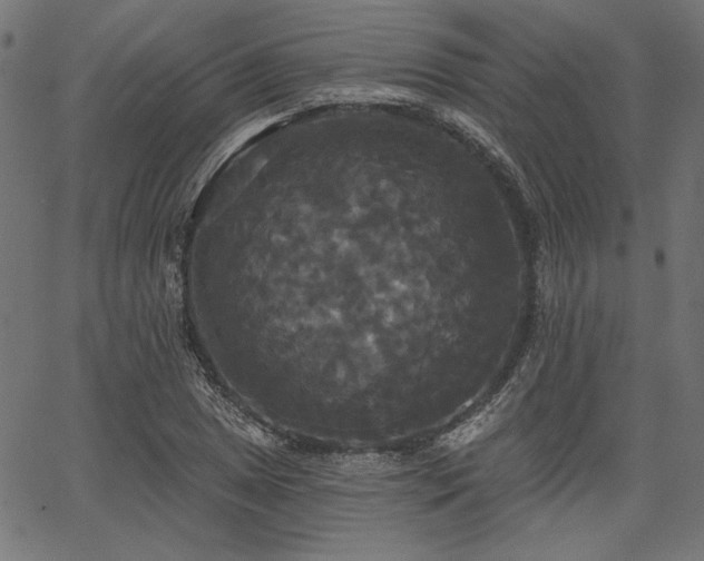 X0000067391025200603311253