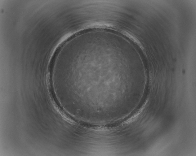 X0000067391029200603311254