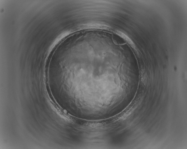 X0000067391043200603311254