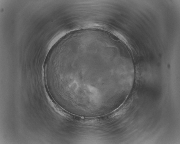 X0000067391047200603311254