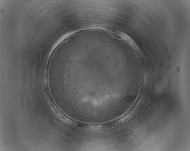 X0000067391052200603311254