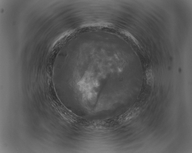 X0000067391064200603311253