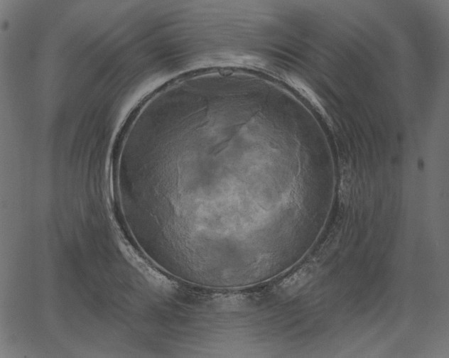 X0000067391080200603311253