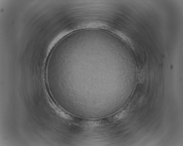 X0000067391086200603311253