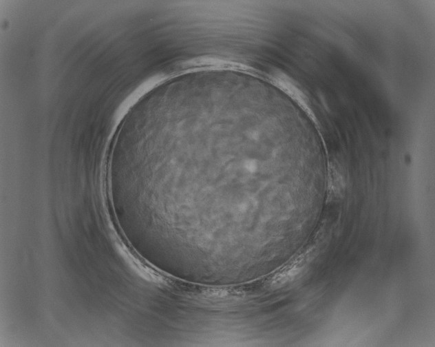 X0000067391098200603311253