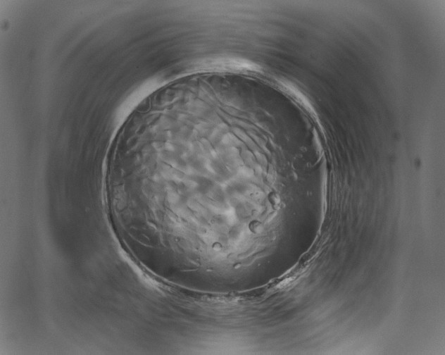 X0000067391103200603311252