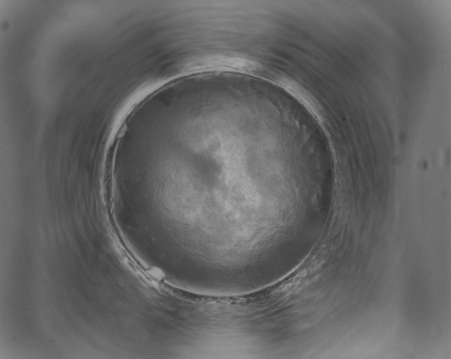 X0000067391104200603311252