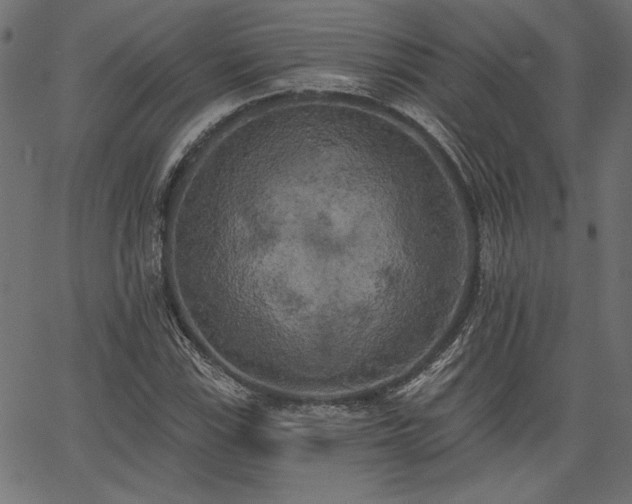 X0000067391115200603311252