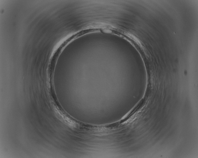 X0000067391120200603311252