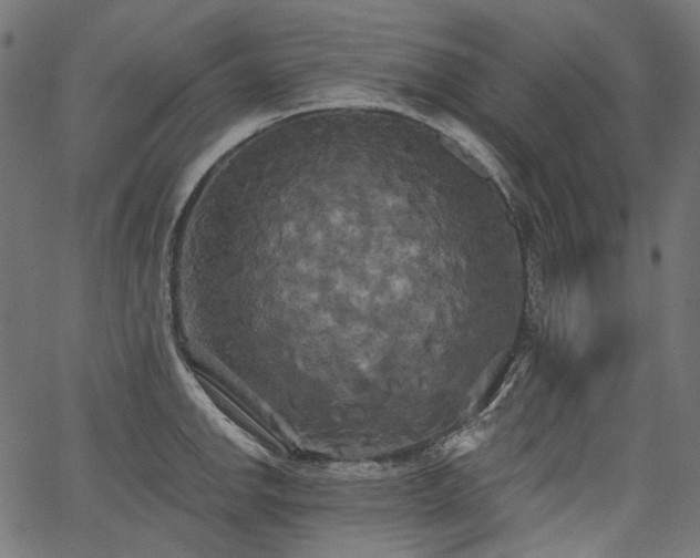 X0000067391142200603311252