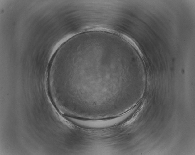 X0000067391149200603311252