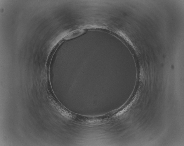 X0000067391173200603311251