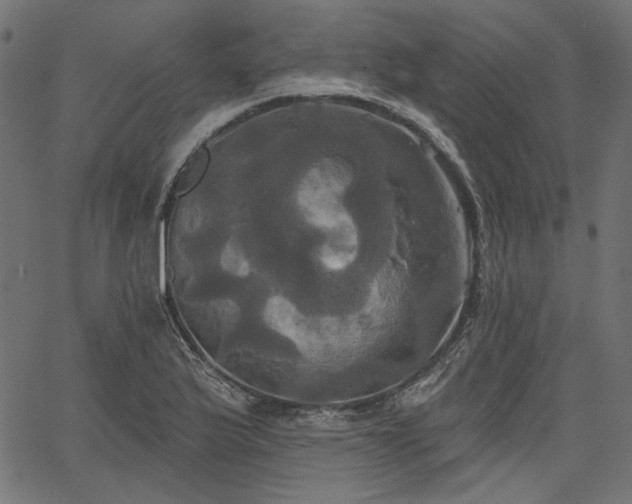 X0000067391175200603311251