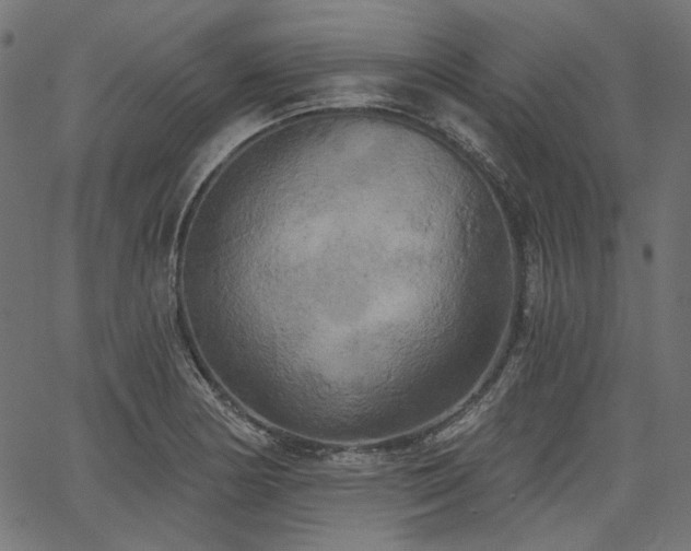 X0000067391178200603311251