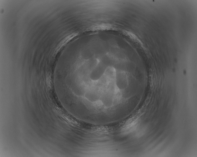 X0000067391217200603311250