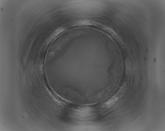 X0000067391225200603311251