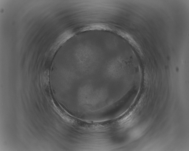 X0000067391233200603311251