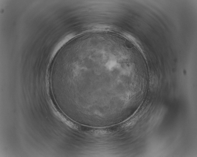 X0000067391235200603311251