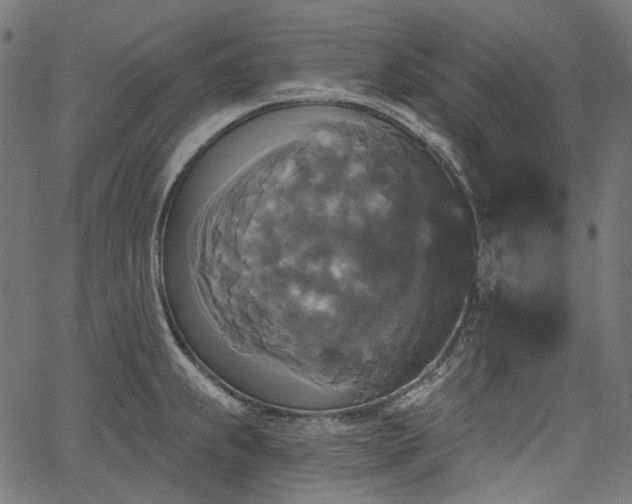 X0000067391239200603311251