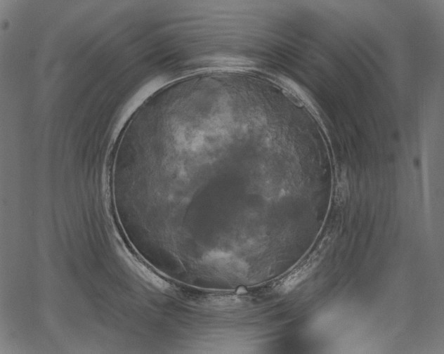 X0000067391243200603311251