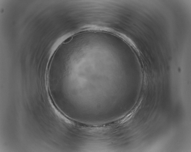 X0000067391247200603311251