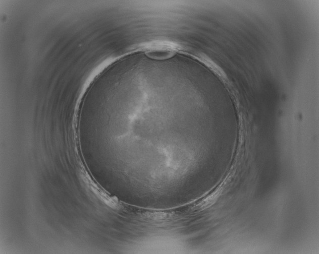 X0000067391248200603311251