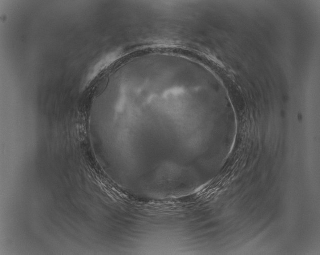 X0000067391255200603311250