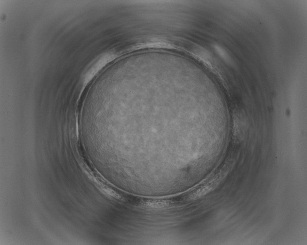 X0000067391274200603311250