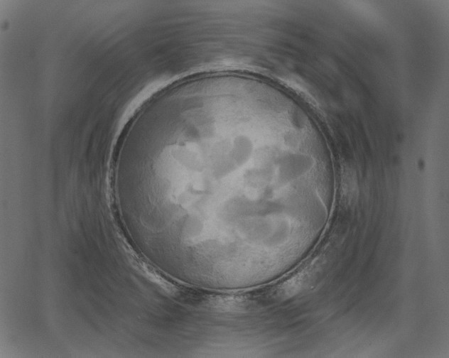 X0000067391278200603311250