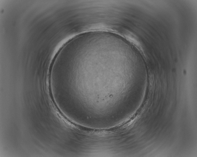 X0000067391288200603311249