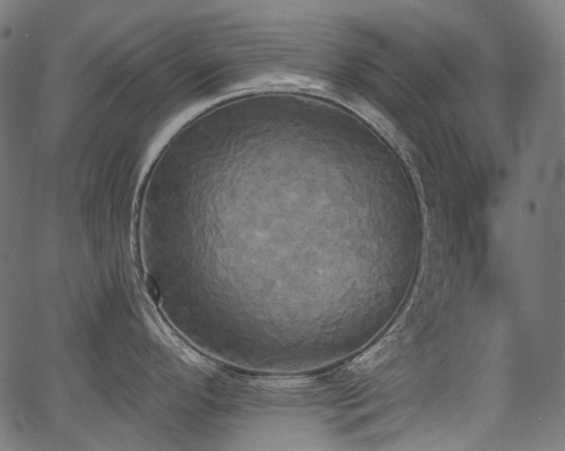 X0000067391296200603311249