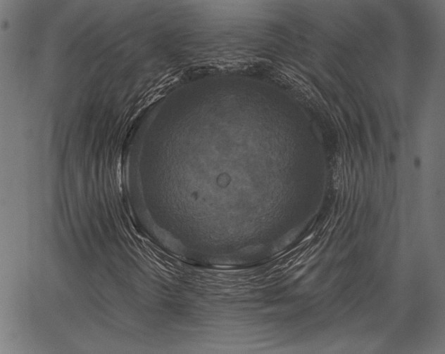 X0000067391298200603311249