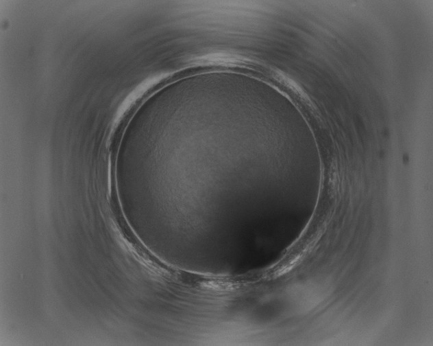 X0000067391323200603311249