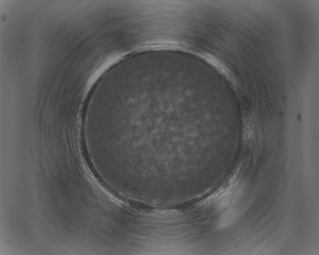 X0000067391325200603311249