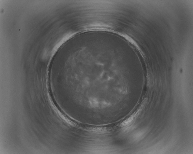 X0000067391333200603311249