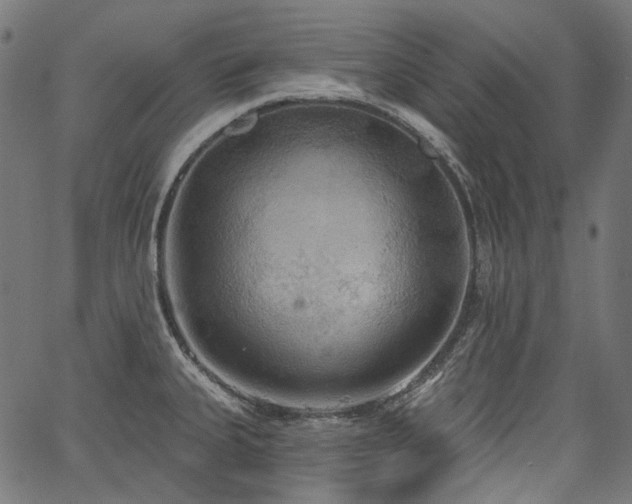 X0000067391335200603311249