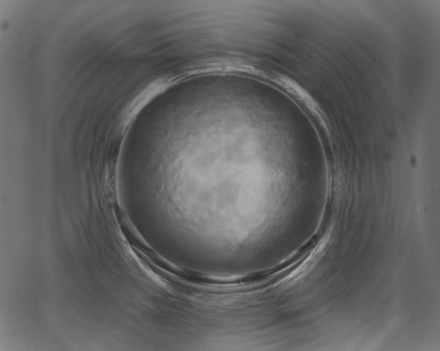 X0000067391385200603311248