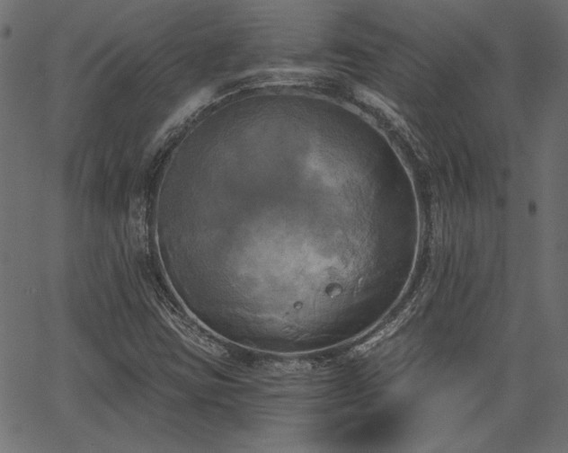 X0000067391403200603311247