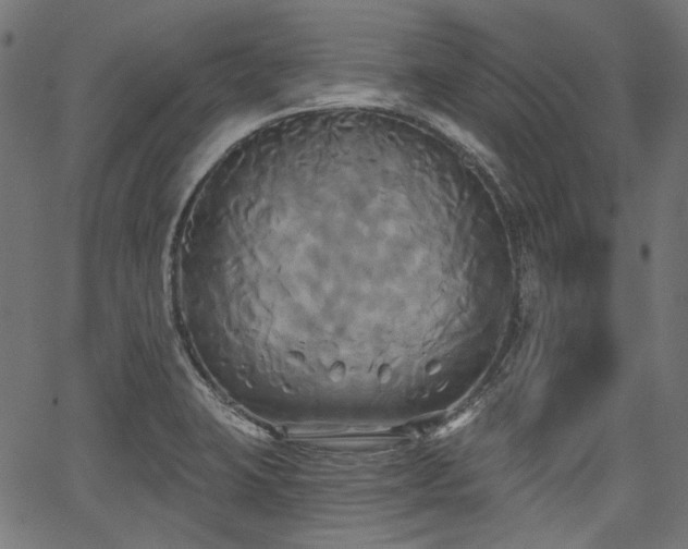 X0000067391423200603311247