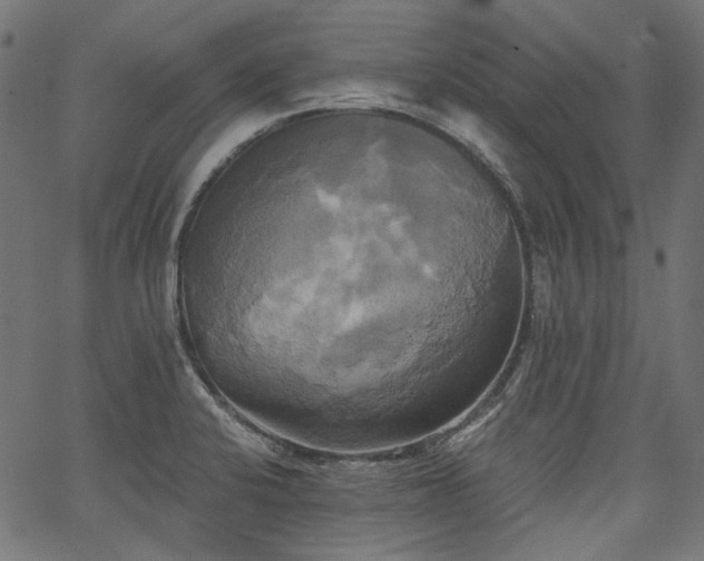 X0000067391424200603311247