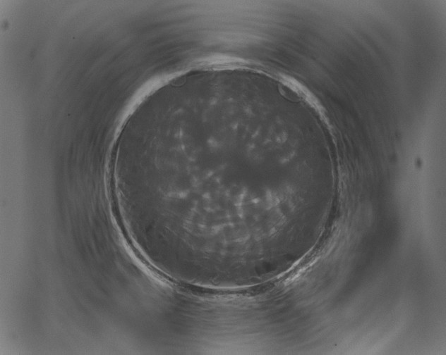 X0000067391429200603311248