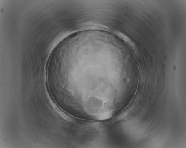 X0000067391431200603311248