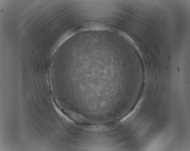 X0000067391433200603311248