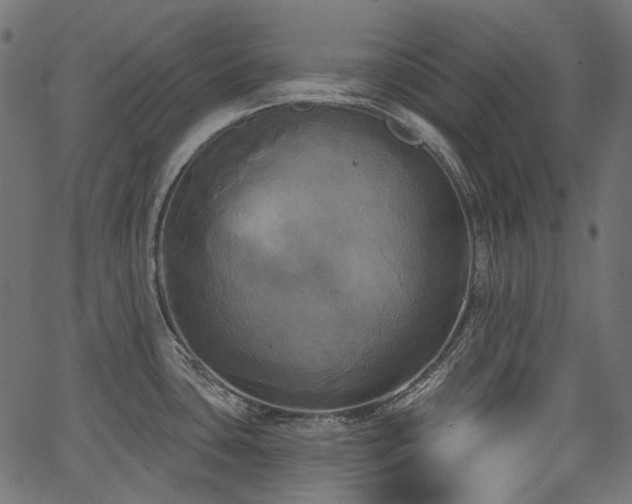 X0000067391435200603311248