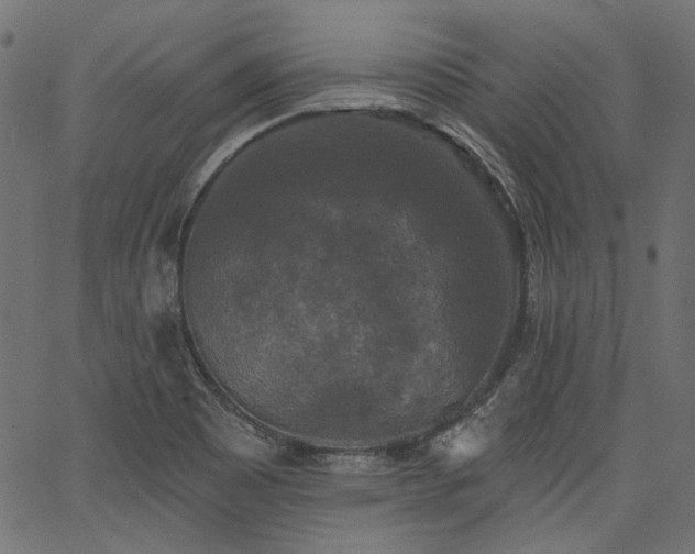 X0000067391465200603311247