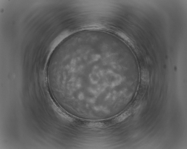 X0000067391466200603311247