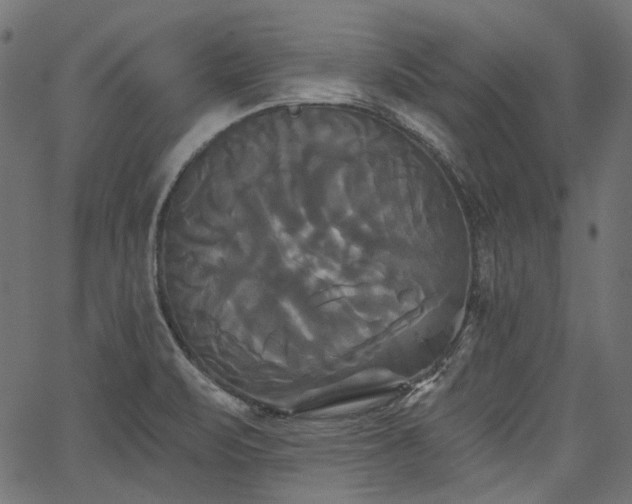 X0000067391471200603311246