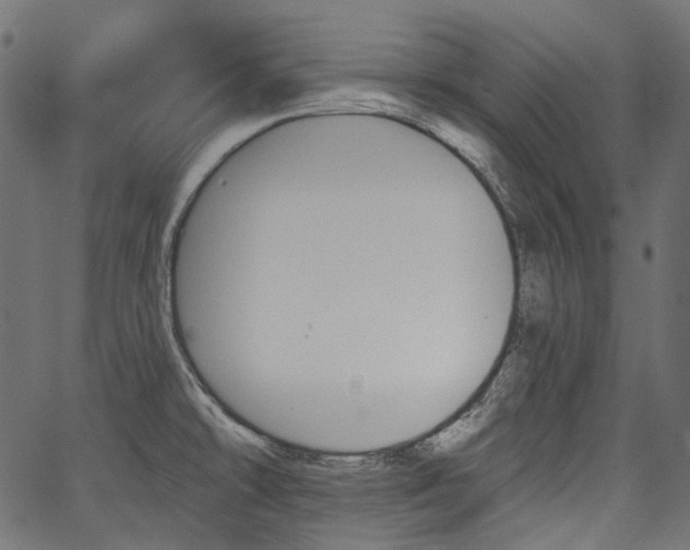 X0000067391478200603311246