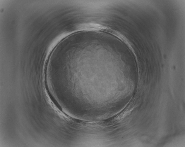 X0000067391488200603311246